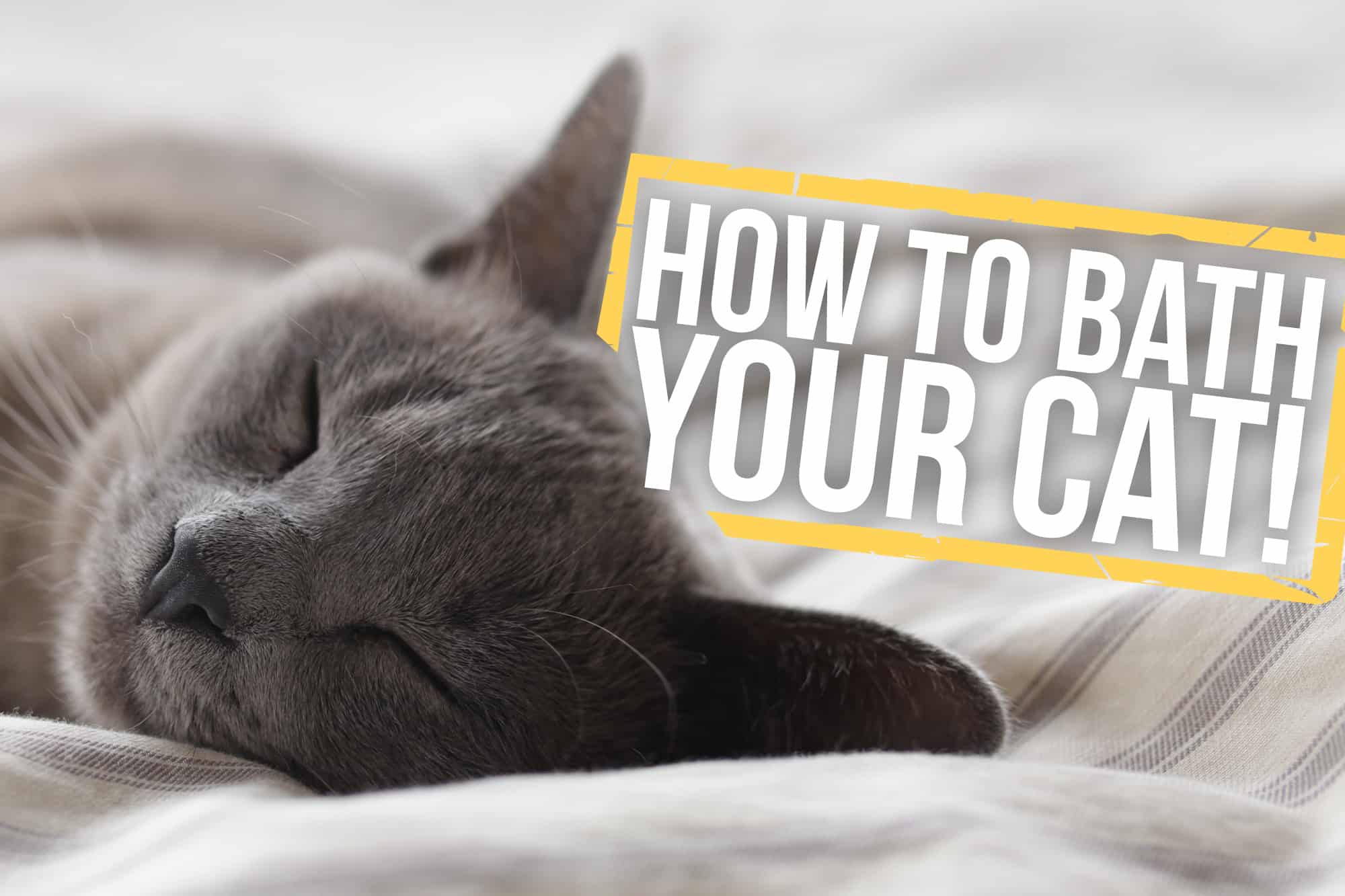 How to Bathe Your Cat in 5 Easy Steps Capalaba Produce