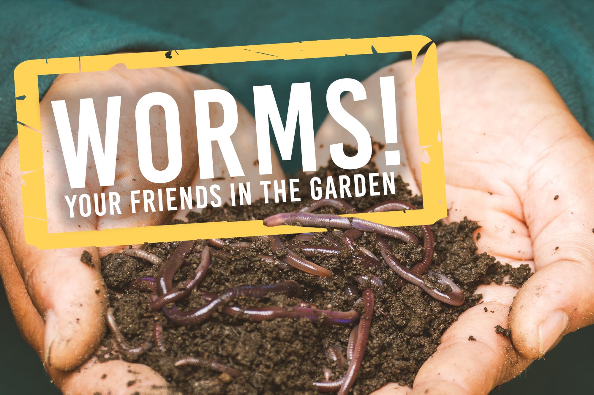 Earthworm Castings, Organic Fertilizer from Humble Earthworms