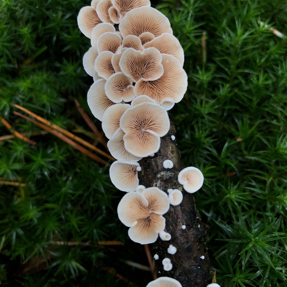 Growing Mushrooms with Capalaba Produce
