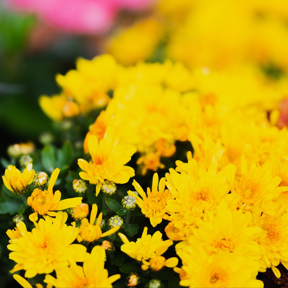 how to grow Chrysanthemums with the team at Capalaba Produce