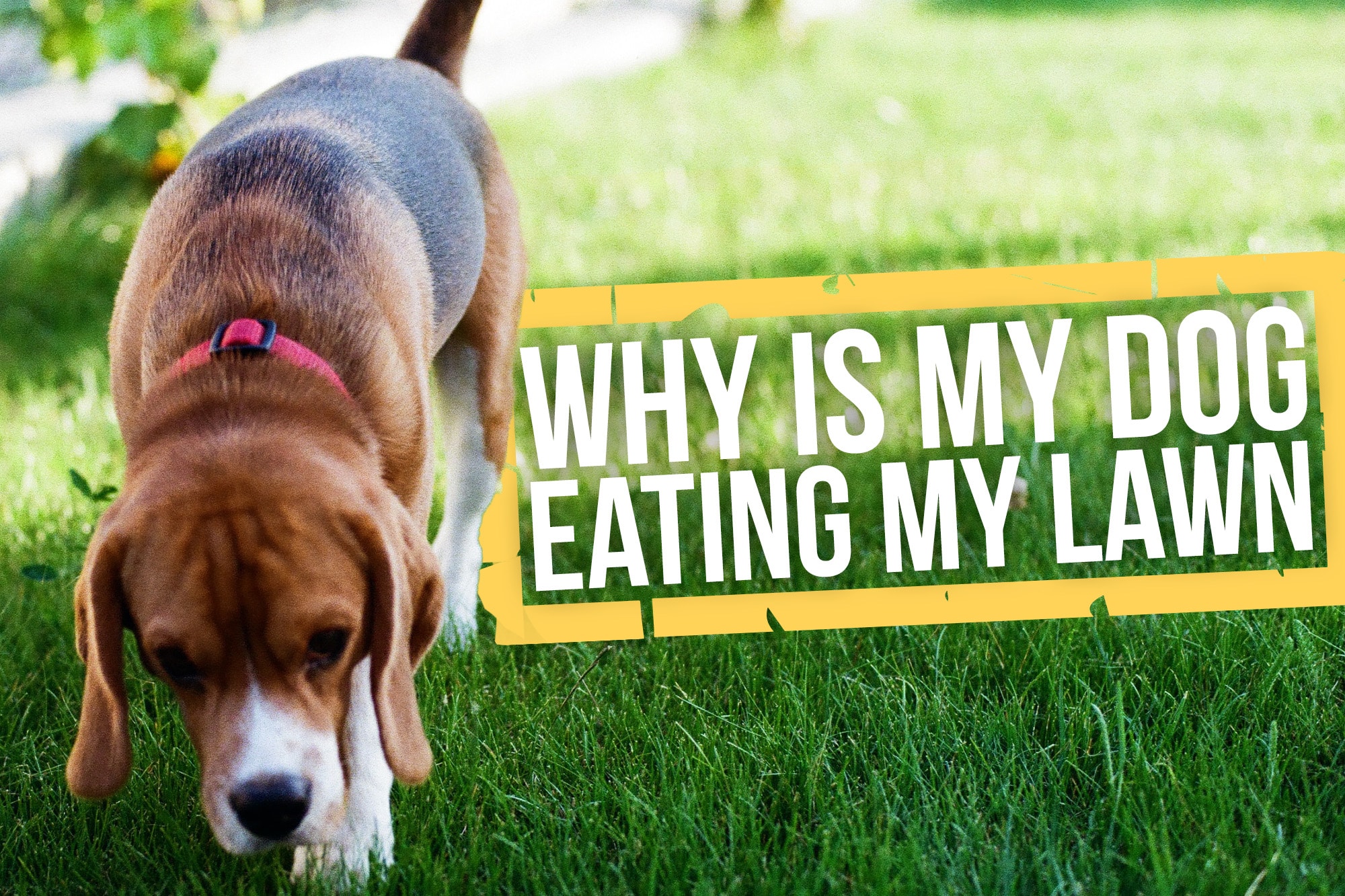 Why is my dog eating grass? Capalaba Produce