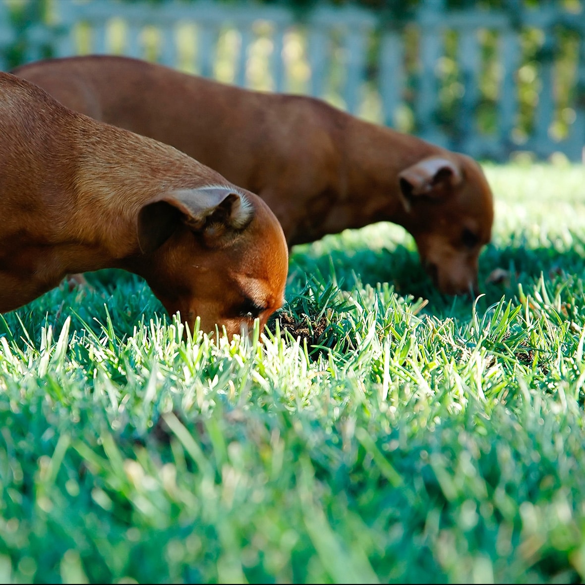 Why is my dog eating grass? Capalaba Produce