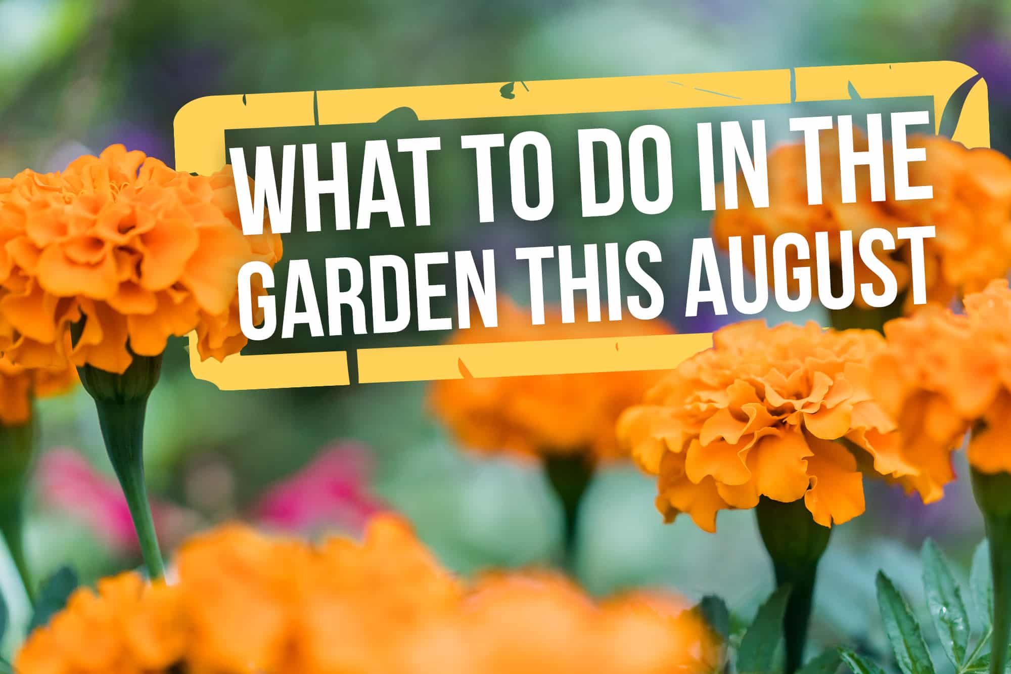 what-to-do-in-the-garden-this-august-capalaba-produce