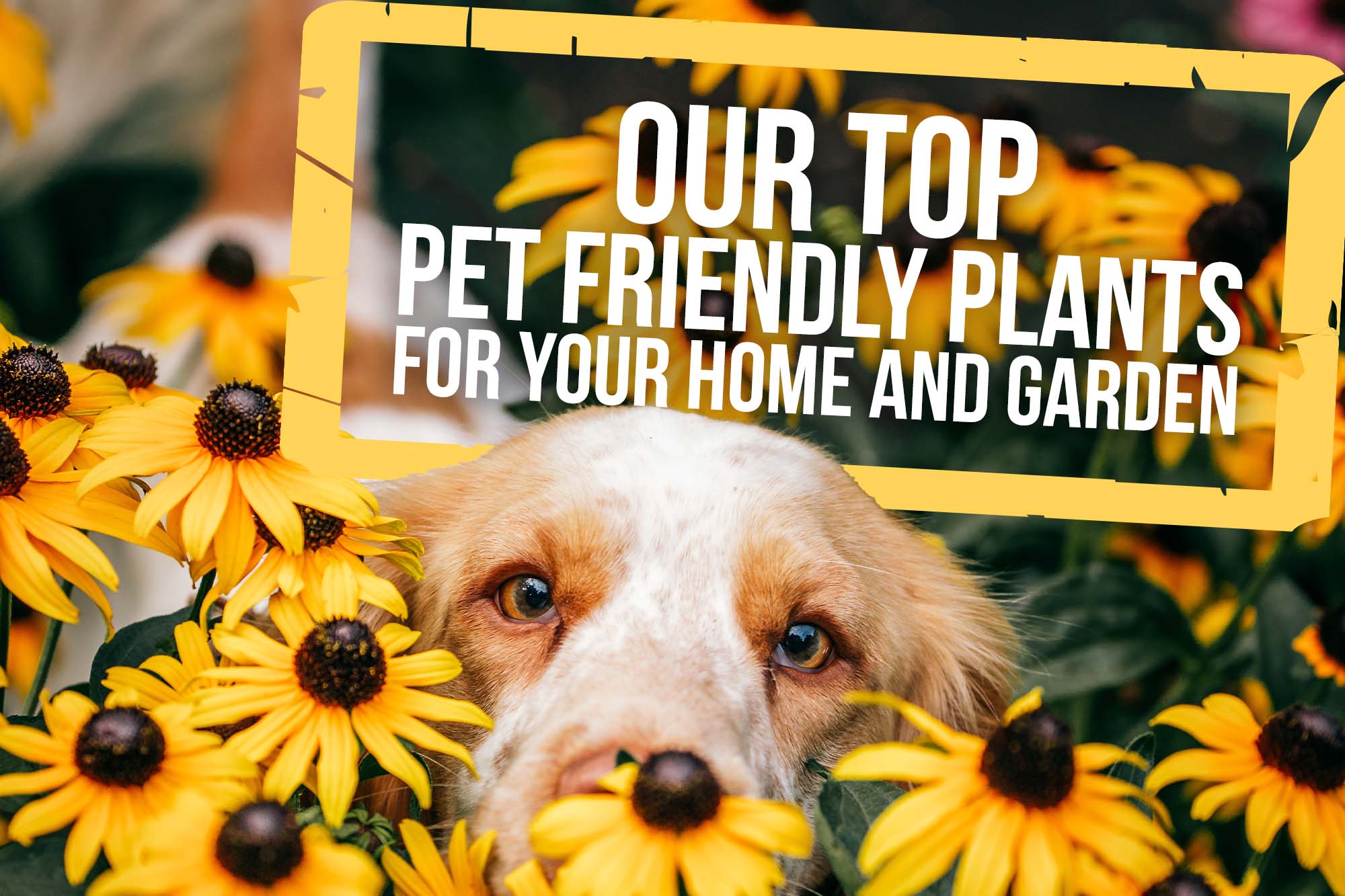 pet-friendly-plants-for-your-home-and-garden-capalaba-produce